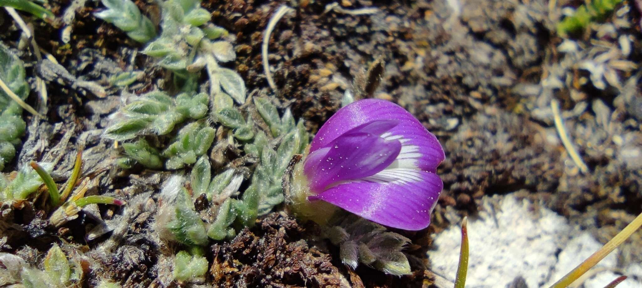 Image of Astragalus uniflorus (Dombey) DC.