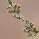 Image of white wormwood