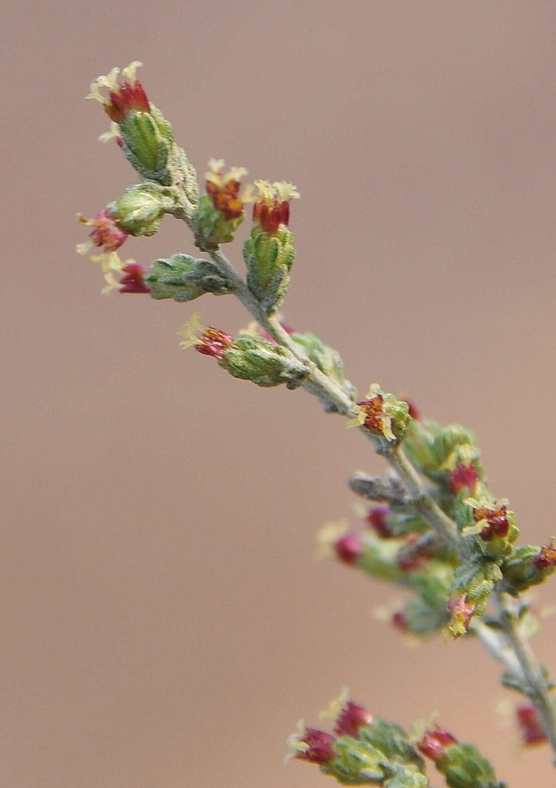 Sivun Seriphidium herba-alba (Asso) J. Soják kuva