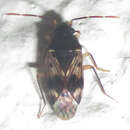 Lophoraglius notabilis (Distant & W. L. 1911) resmi