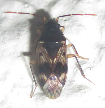 Image of Lophoraglius