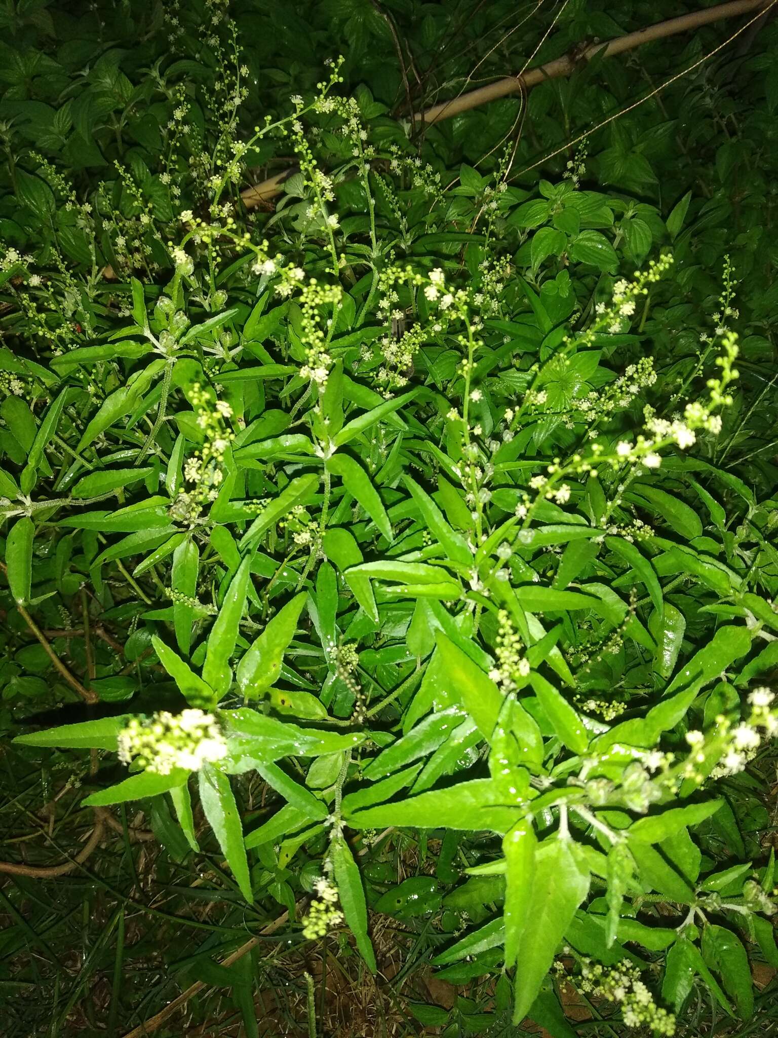 Image of Bonpland's croton