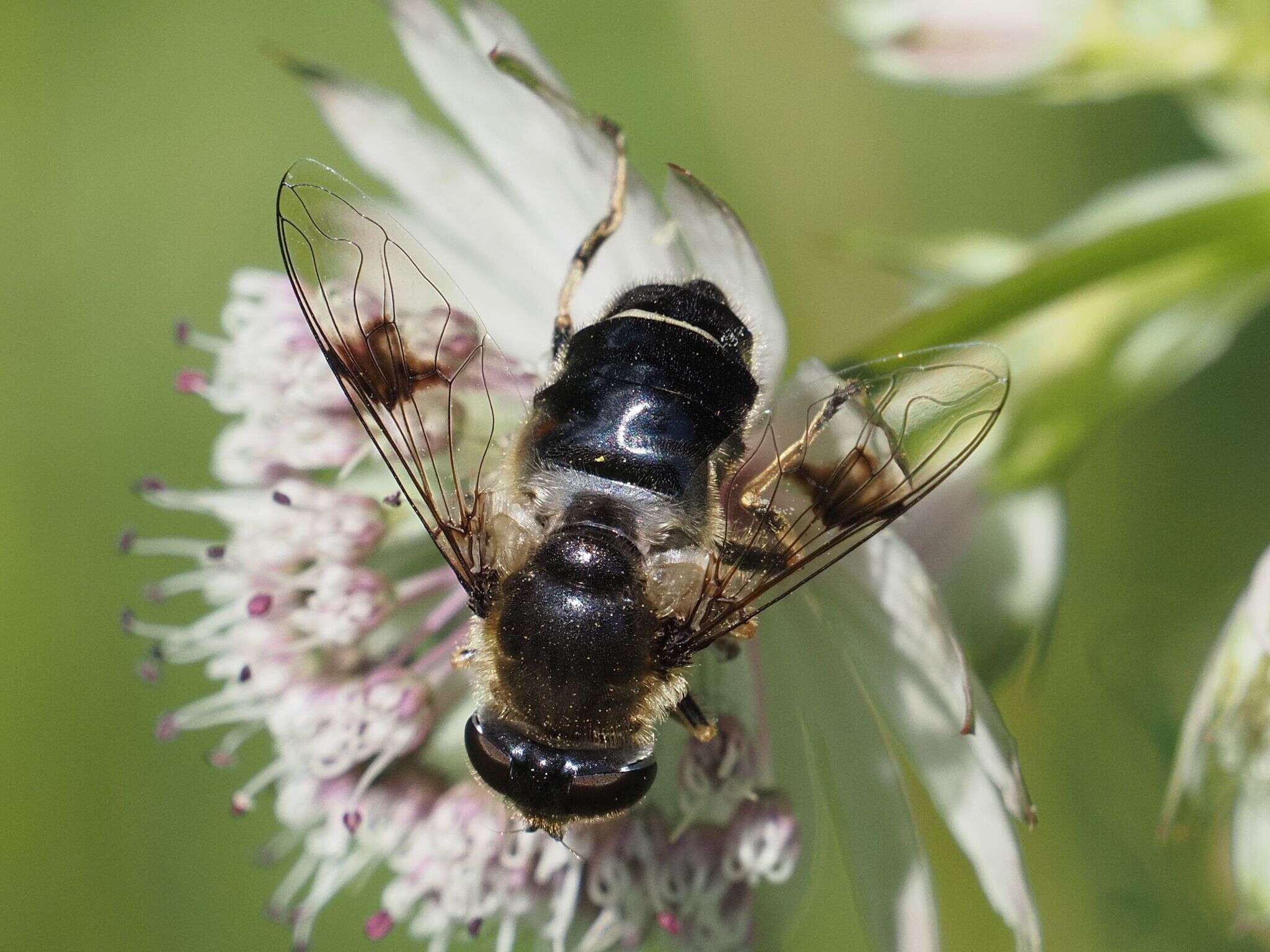 Слика од Eristalis rupium Fabricius 1805