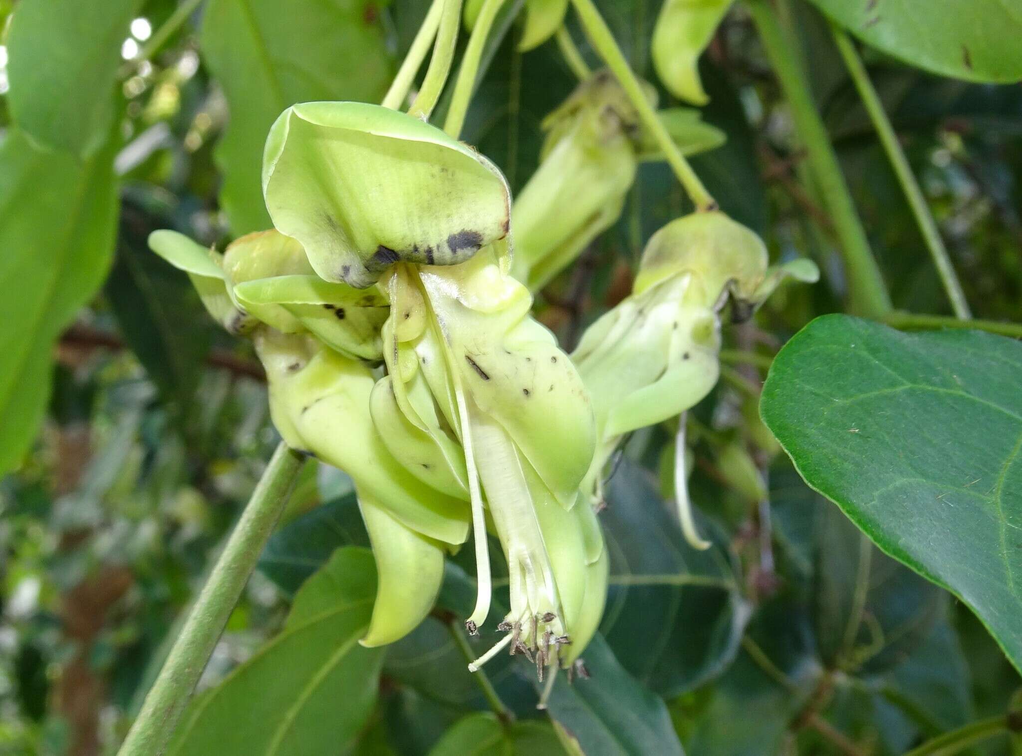 Mucuna gigantea (Willd.) DC. resmi