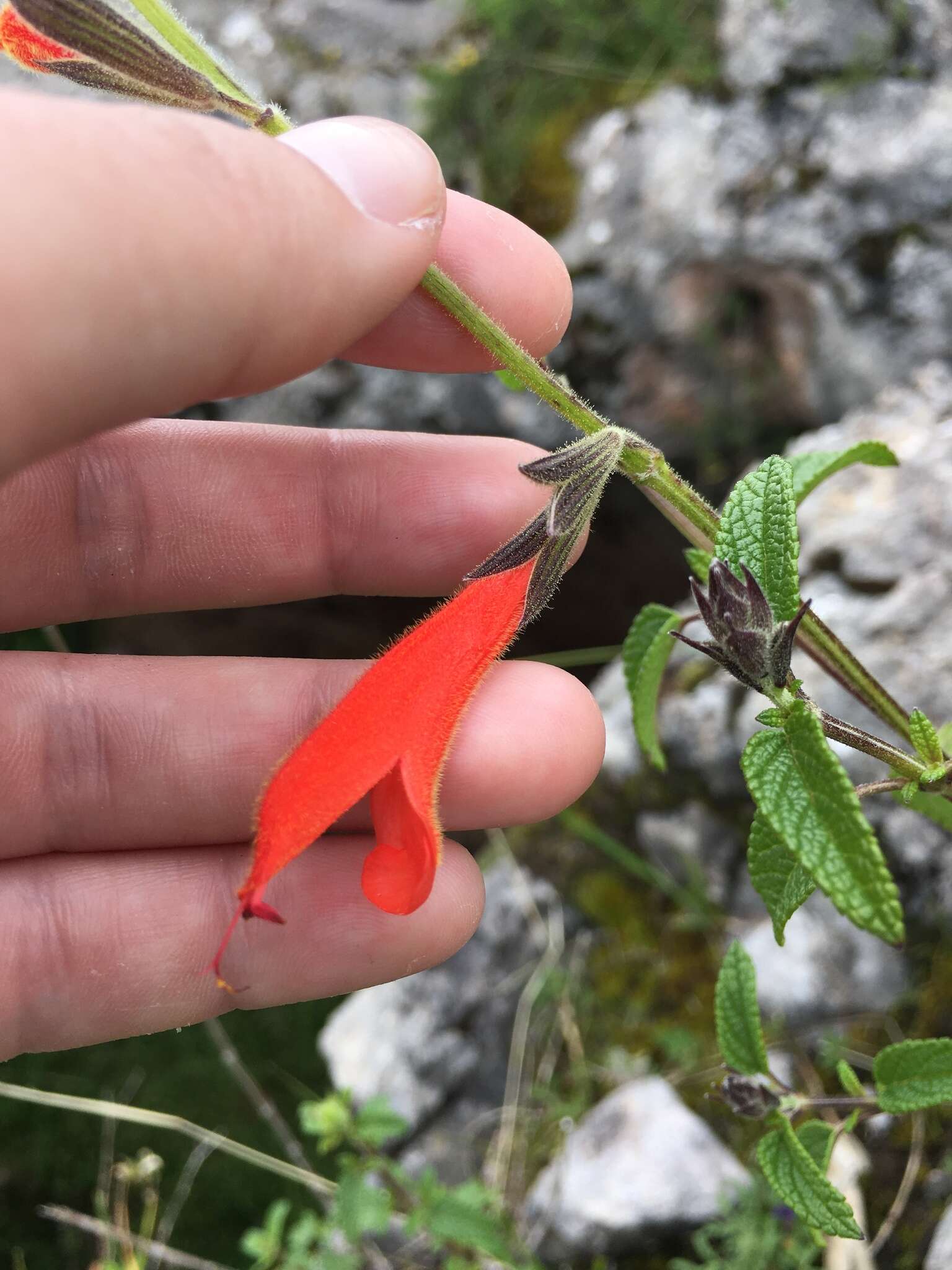 Sivun Salvia oppositiflora Ruiz & Pav. kuva