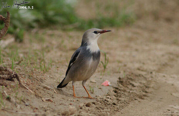 Image of Red-billed Starling