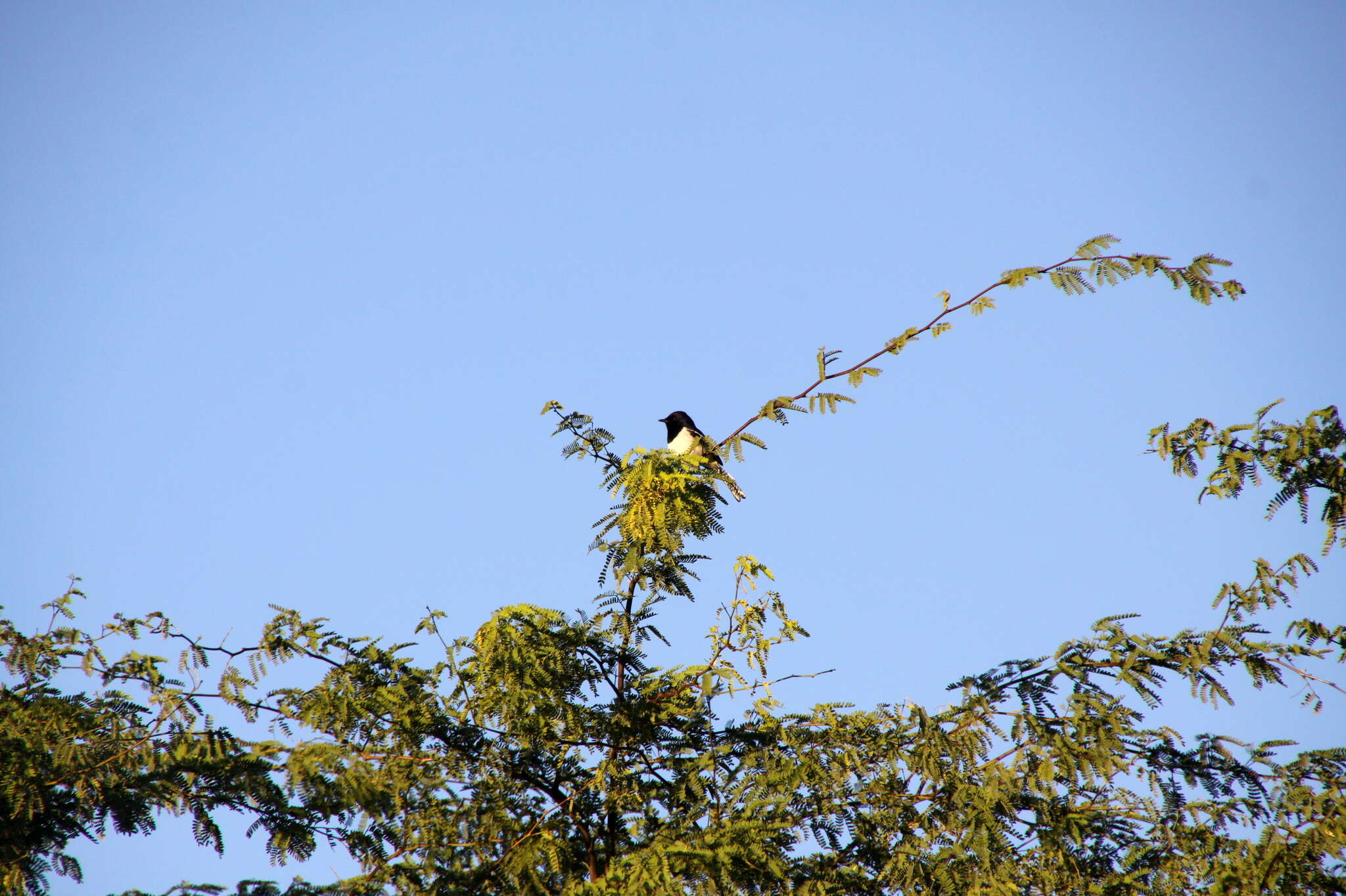 Image of Madagascan Magpie-Robin