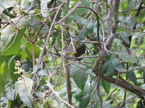 Image of Three-banded Warbler