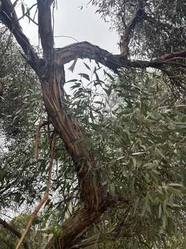 Plancia ëd Eucalyptus albopurpurea (Boomsma) D. Nicolle