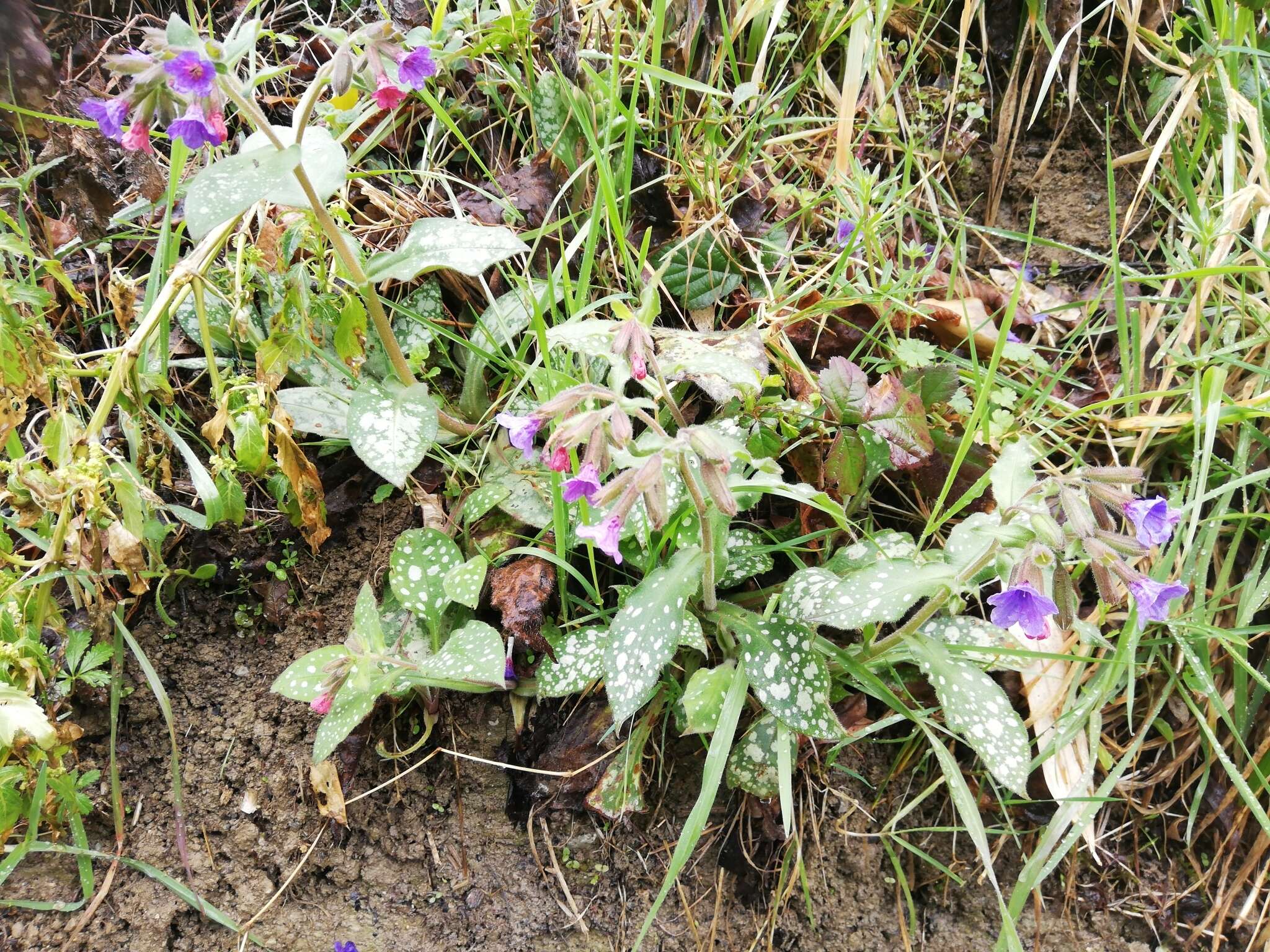 صورة Pulmonaria hirta