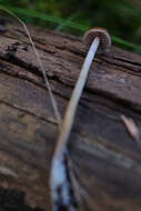 Image of Psilocybe alutacea Y. S. Chang & A. K. Mills 2006