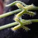 Image of sagebrush combseed