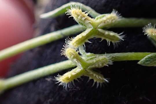 Image of sagebrush combseed