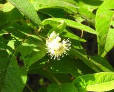 Image of Croton alamosanus Rose