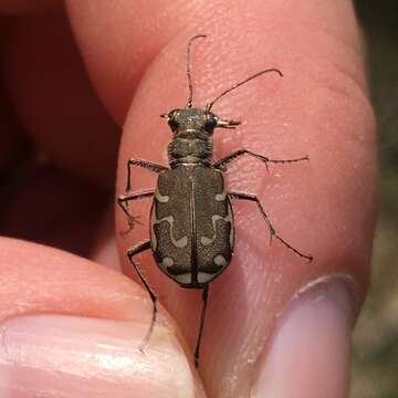 Imagem de Cicindela (Cicindela) repanda repanda Dejean 1825