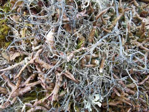 Image of witch's hair lichen