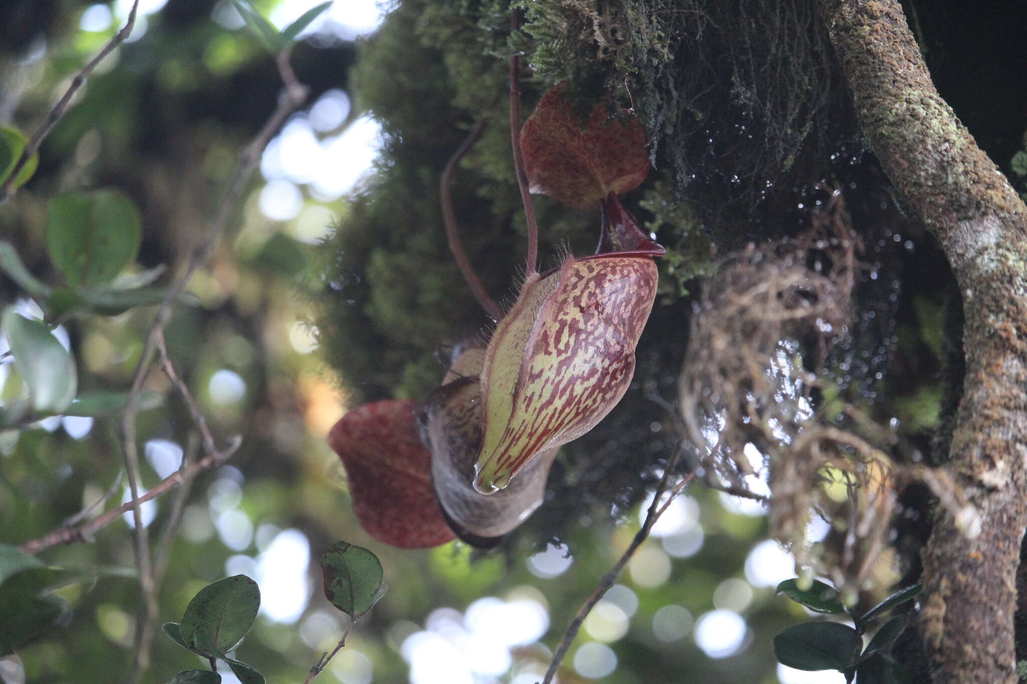 Image of Pitcher plant