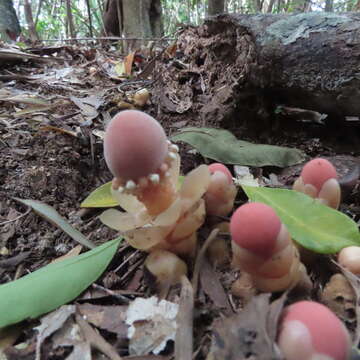 Image of Fungus root