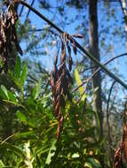 Image of Rhodocoma gigantea (Kunth) H. P. Linder