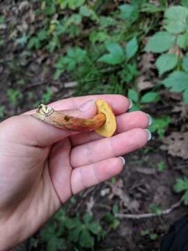 Imagem de Hortiboletus campestris (A. H. Sm. & Thiers) Biketova & Wasser 2015