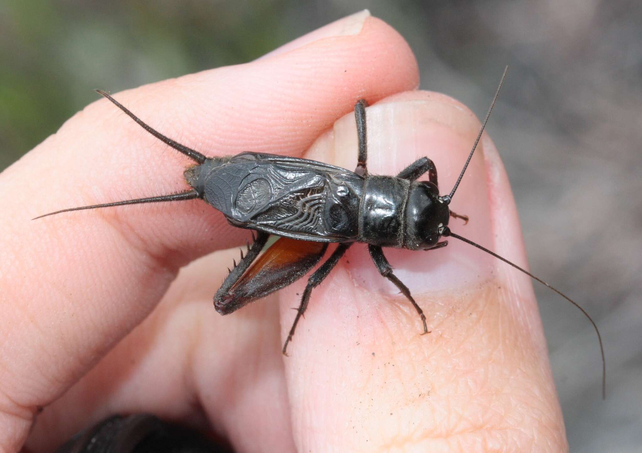 Image of Gryllus (Gryllus) saxatilis Weissman & Gray 2019