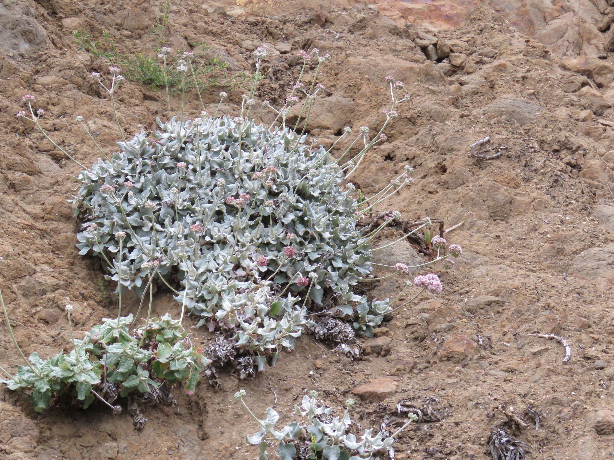 Image of seaside buckwheat