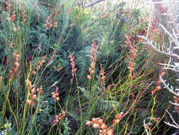 Image of Platycaulos major (Mast.) H. P. Linder