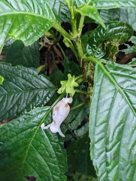 Image of Drymonia lanceolata (Hanst.) C. V. Morton