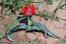 Image of Tulipa undulatifolia var. micheliana (Hoog) Wilford