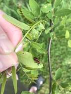 Image of Locust Leaf Miner