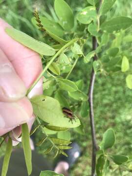 Image of Locust Leaf Miner