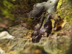 Image of Pseudocyphellaria dissimilis (Nyl.) D. J. Galloway & P. James