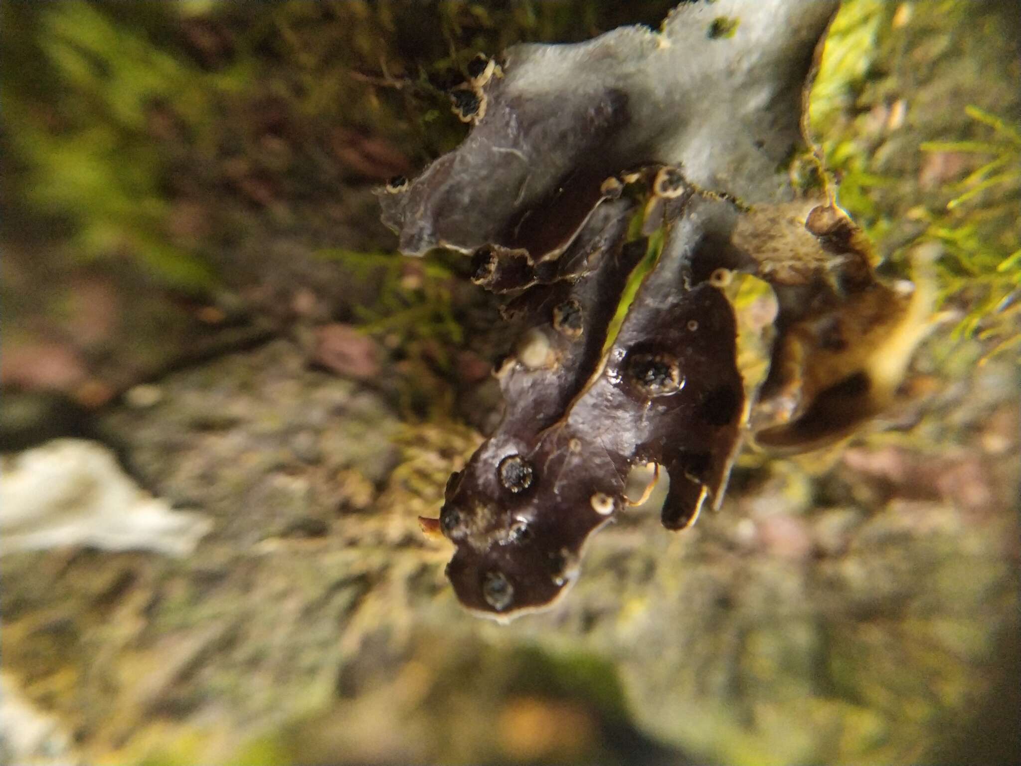 Image of Pseudocyphellaria dissimilis (Nyl.) D. J. Galloway & P. James