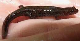 Image of Cumberland Dusky Salamander