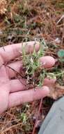 Image of Cladonia turgida Ehrh. ex Hoffm.