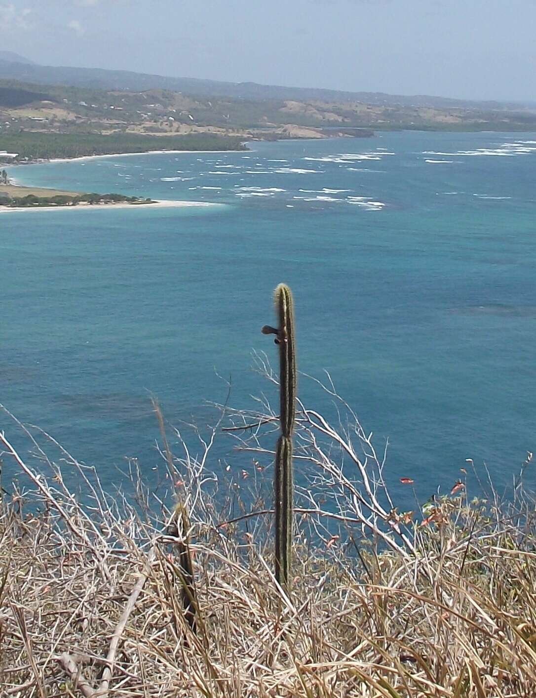 Image of Pilosocereus curtisii