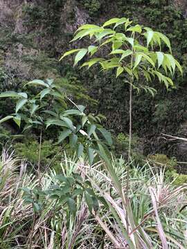 Image of Fraxinus insularis Hemsl.