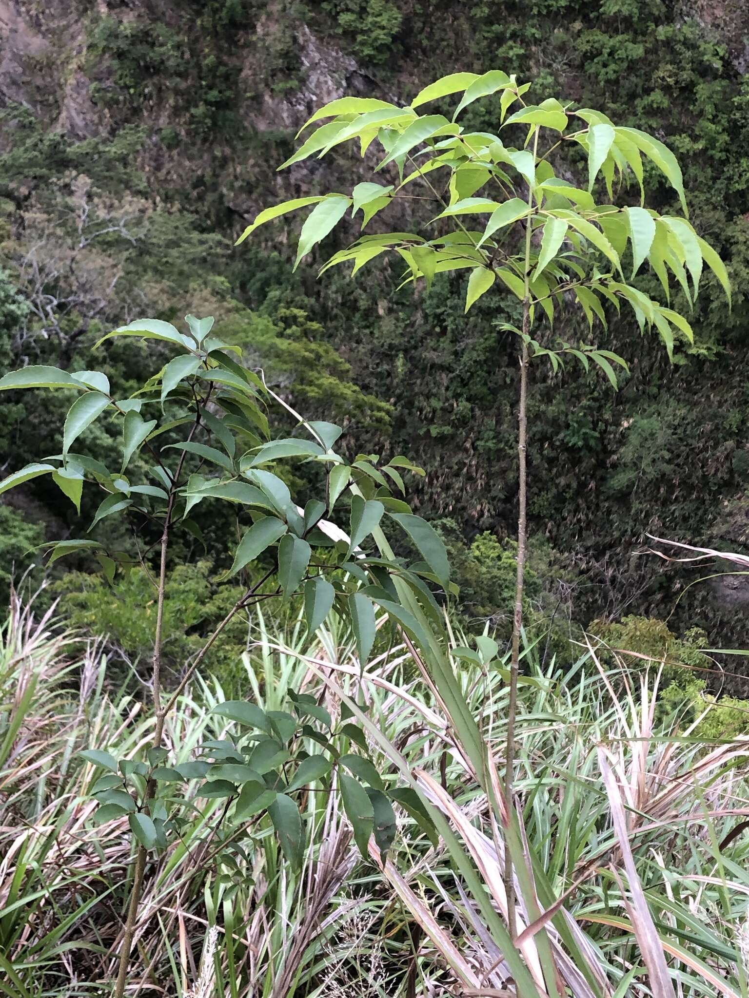 Image of Chinese flowering ash