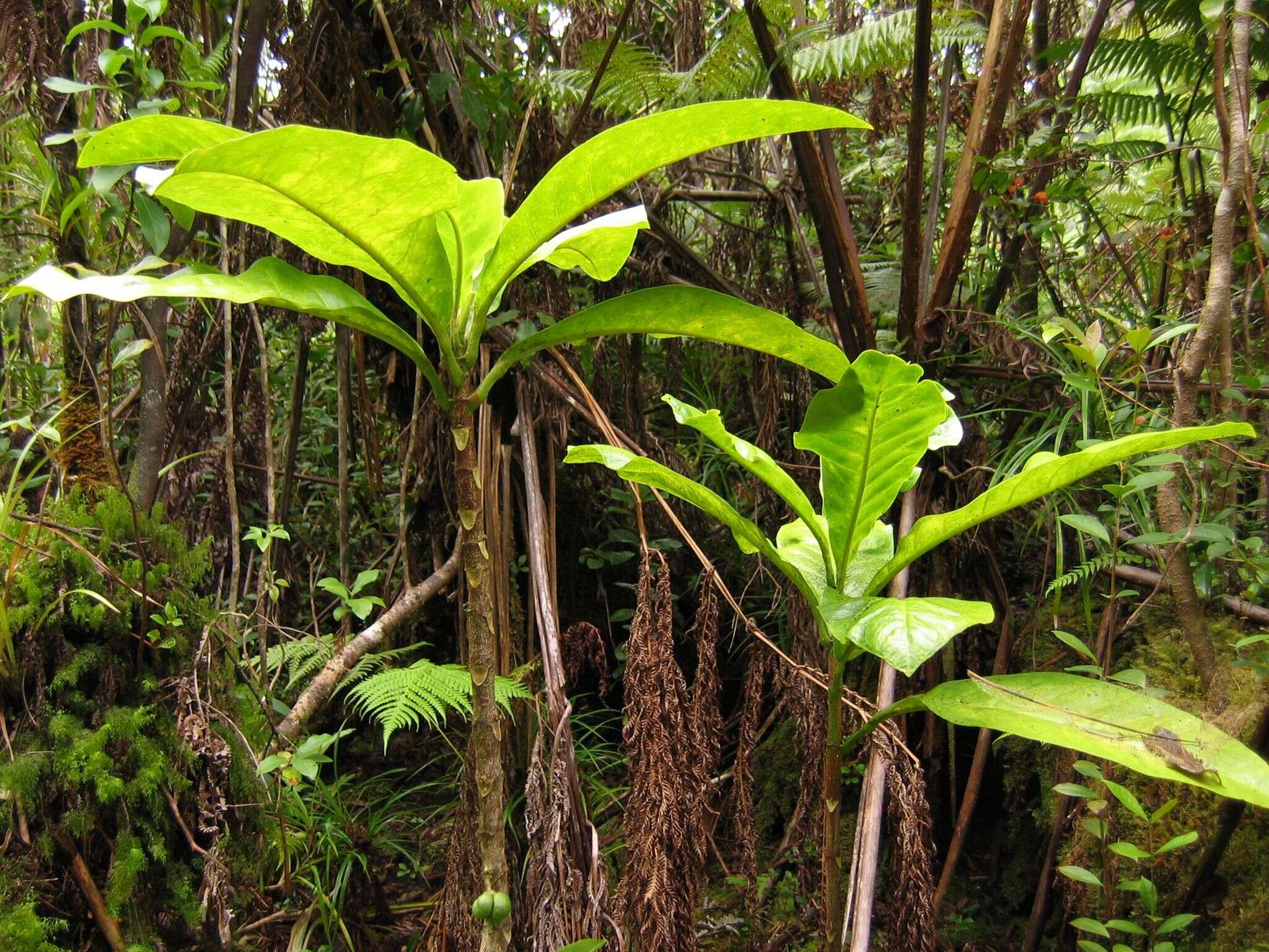 Image of Maui Pilo Kea