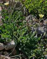 Image of Crepis albida Vill.