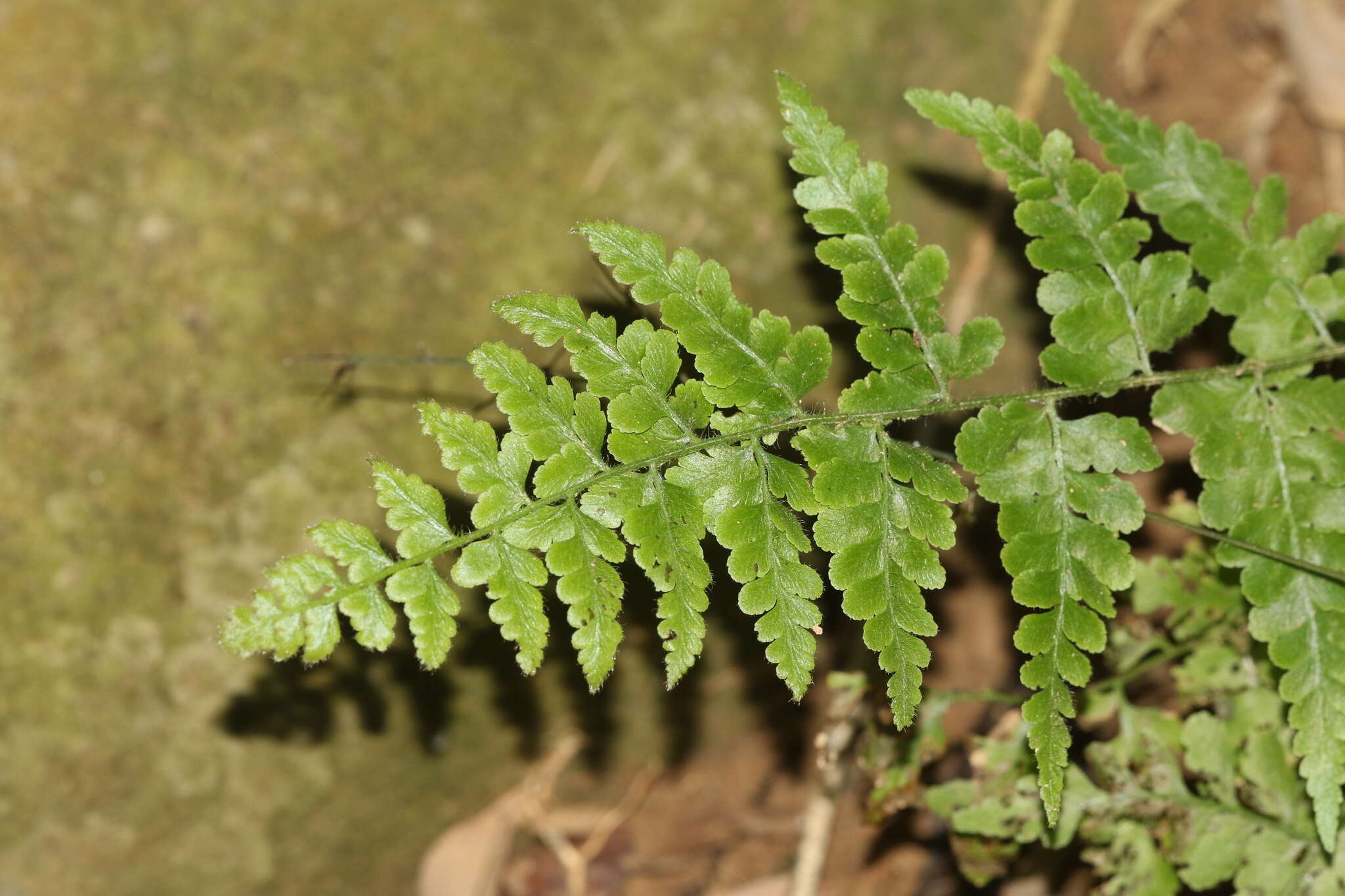 Image of Microlepia obtusiloba Hayata