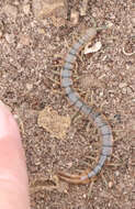 Image of Scolopendra viridis viridis Say 1821