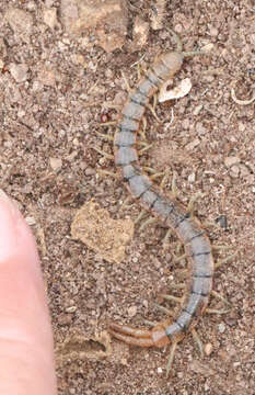 Imagem de Scolopendra viridis viridis Say 1821