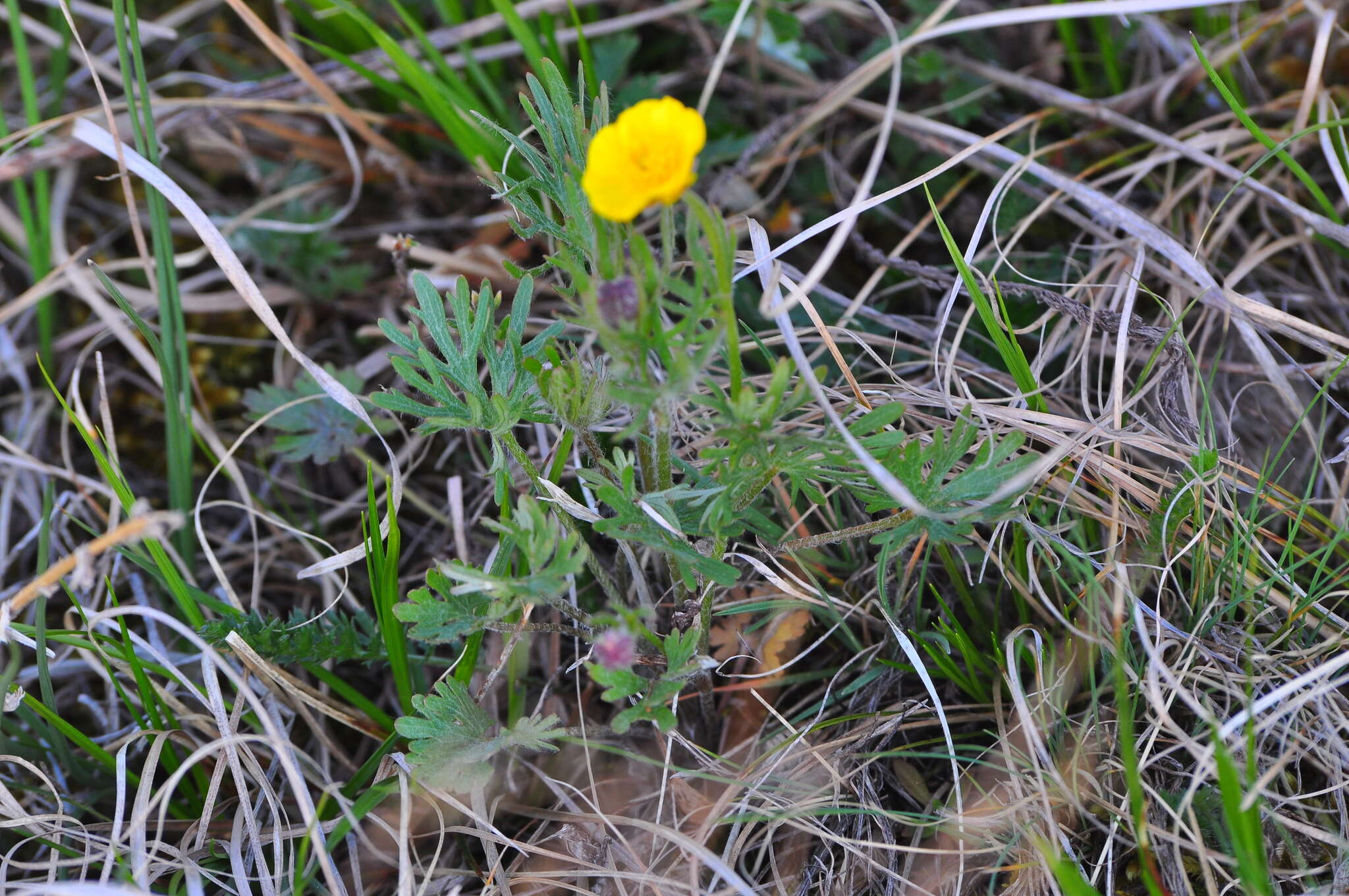 Image of surefoot buttercup