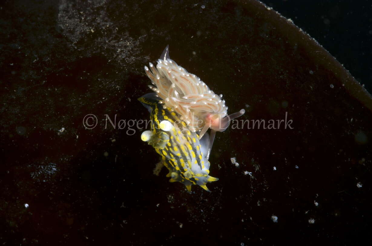 Image of Fourline nudibranch