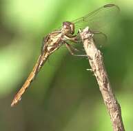 Image of Orthemis aequilibris Calvert 1909