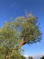 Image of greenleaf willow