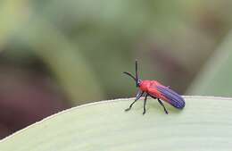 Plancia ëd Chalepus sanguinicollis (Linnaeus 1771)