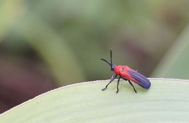 Plancia ëd Chalepus sanguinicollis (Linnaeus 1771)