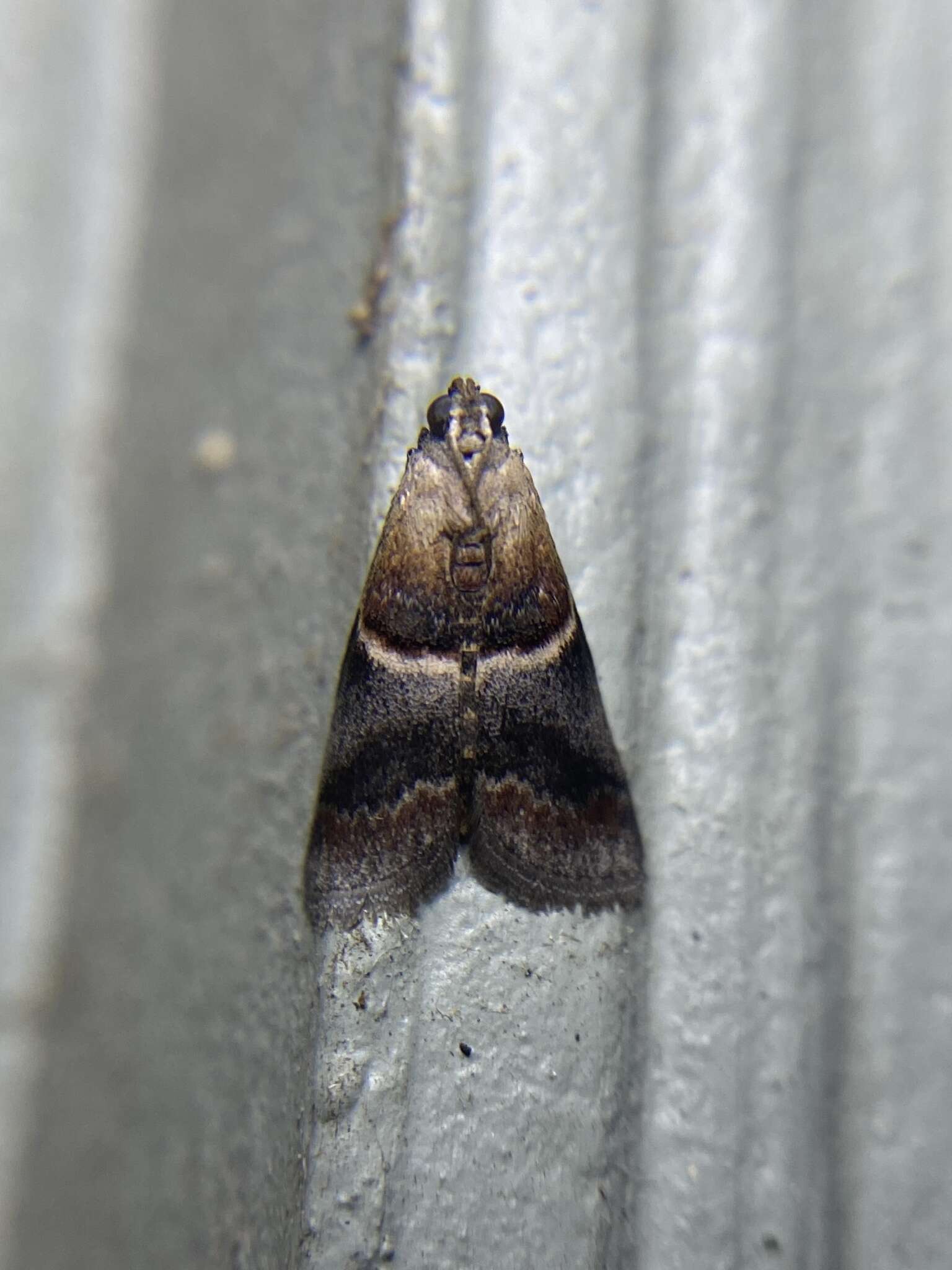 Image of Walnut Shoot Moth